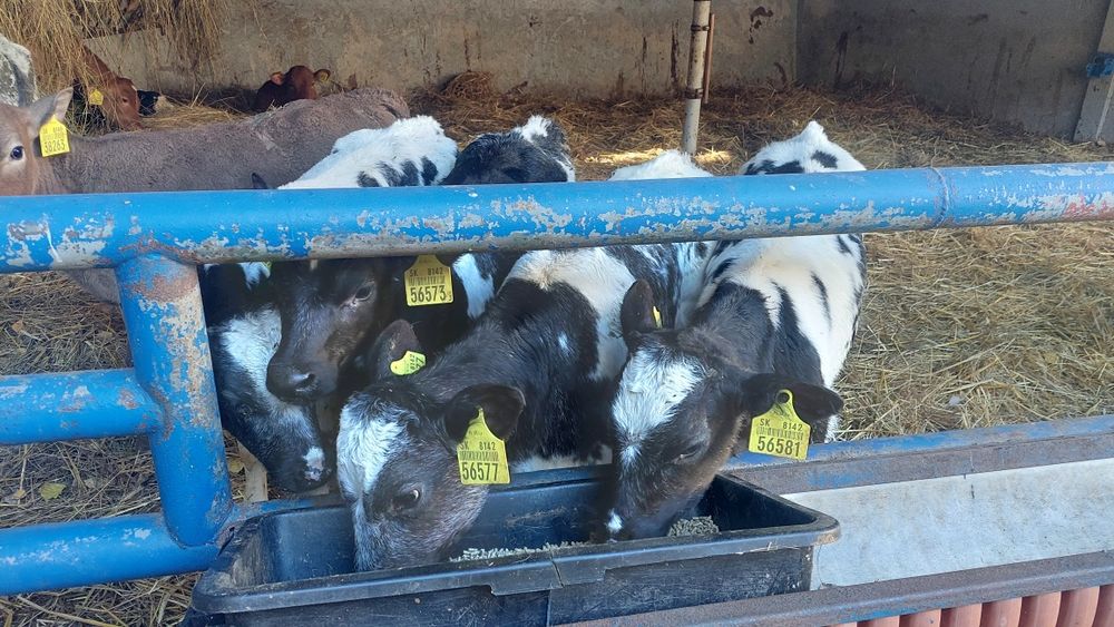 Jałówki bbb simental.  Końcówka pojenia