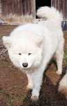 Samoyed parka! Polecam!