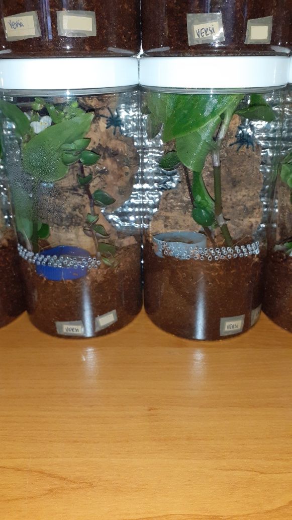 Caribena versicolor L2 + pojemnik + karaczany