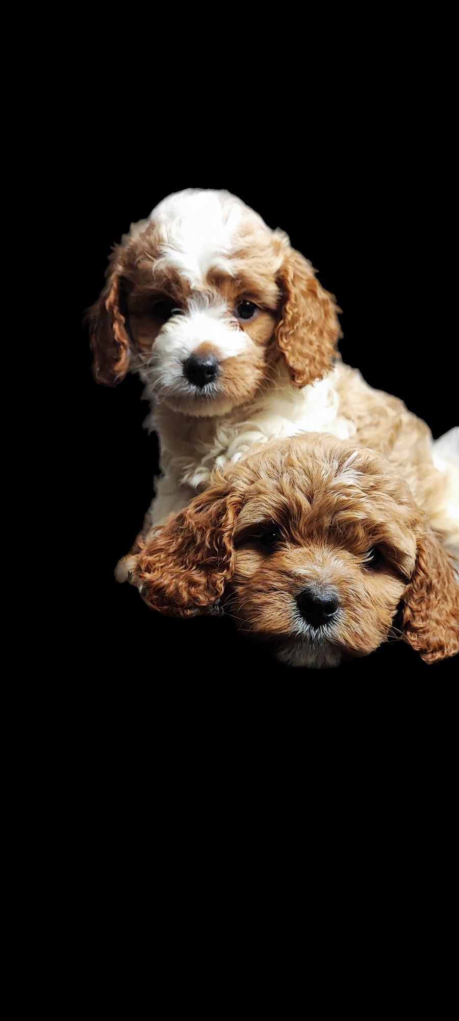 Cavapoo cavadoodle cavalier pudel