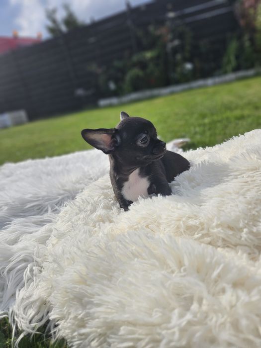 Suczka chihuahua