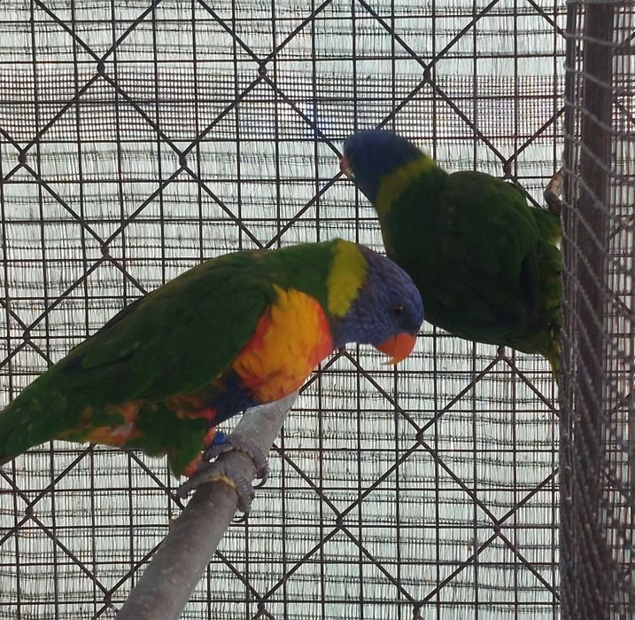 TRÊS Loris Molucanos 2025 sexados