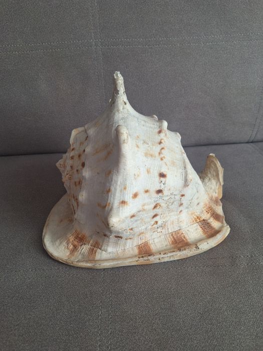Muszla morska duża