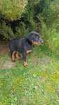 Szczeniaki doberman