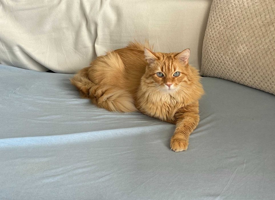 Oddam kota w dobre ręce