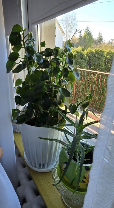 Zamiokulkas i inne kwiaty doniczkowe cena (od 40 do 200)