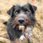 Terrierkowaty Jumper do adopcji