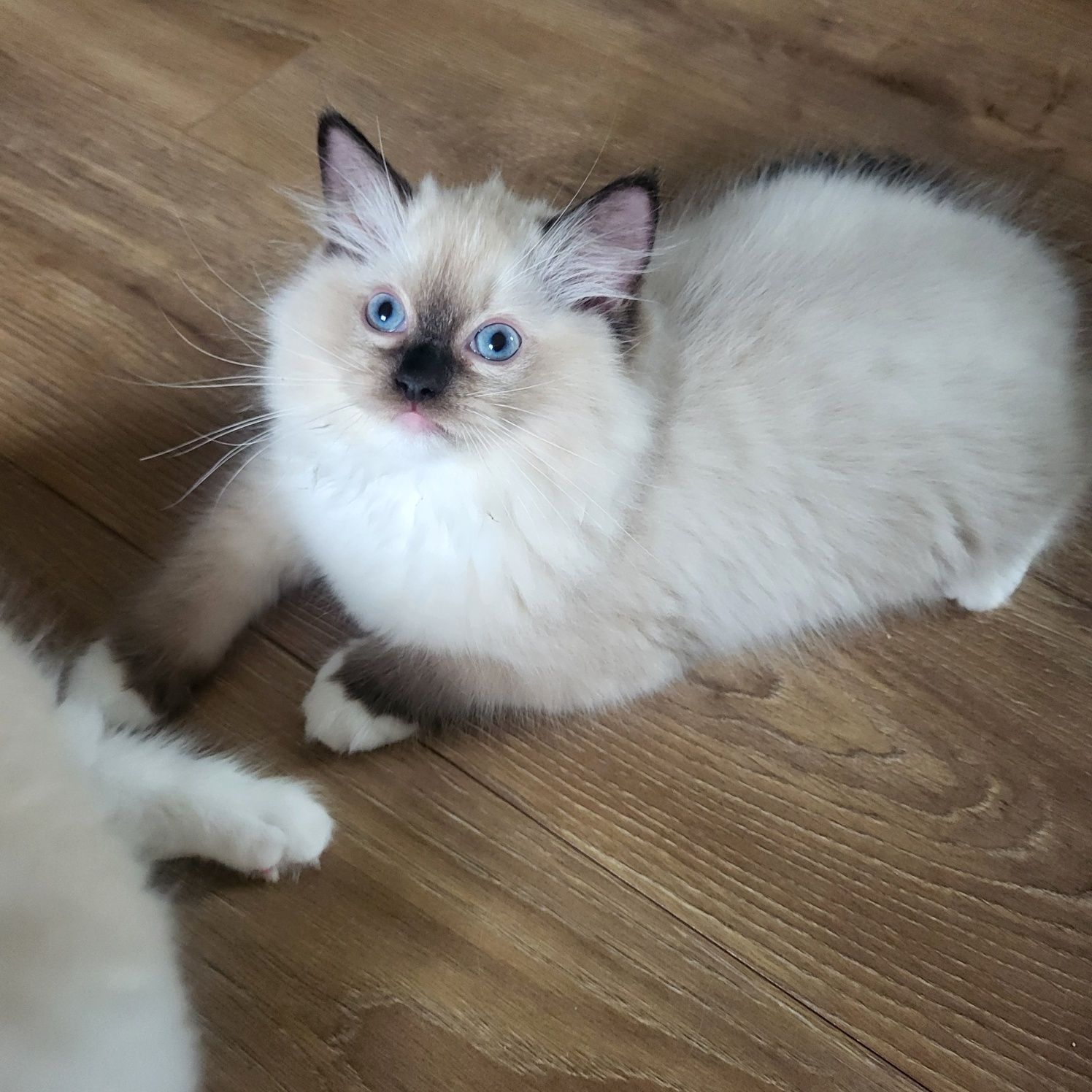 Ragdoll koteczka seal mitted