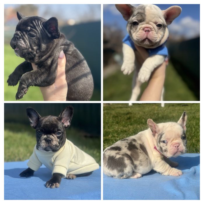 Цуценята французького бульдога