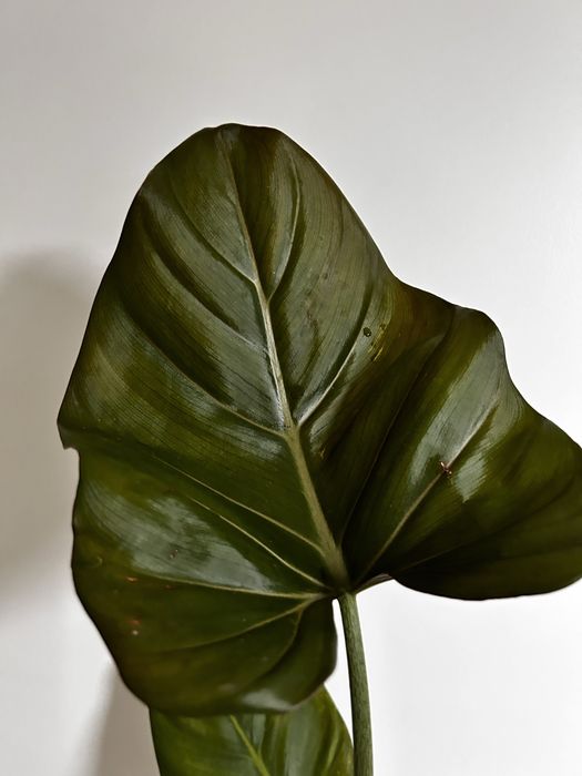 Philodendron Summer Glory