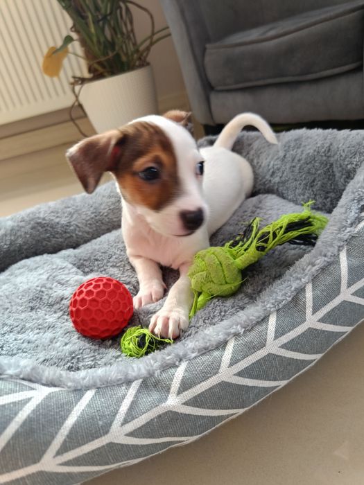 Jack Russell terrier