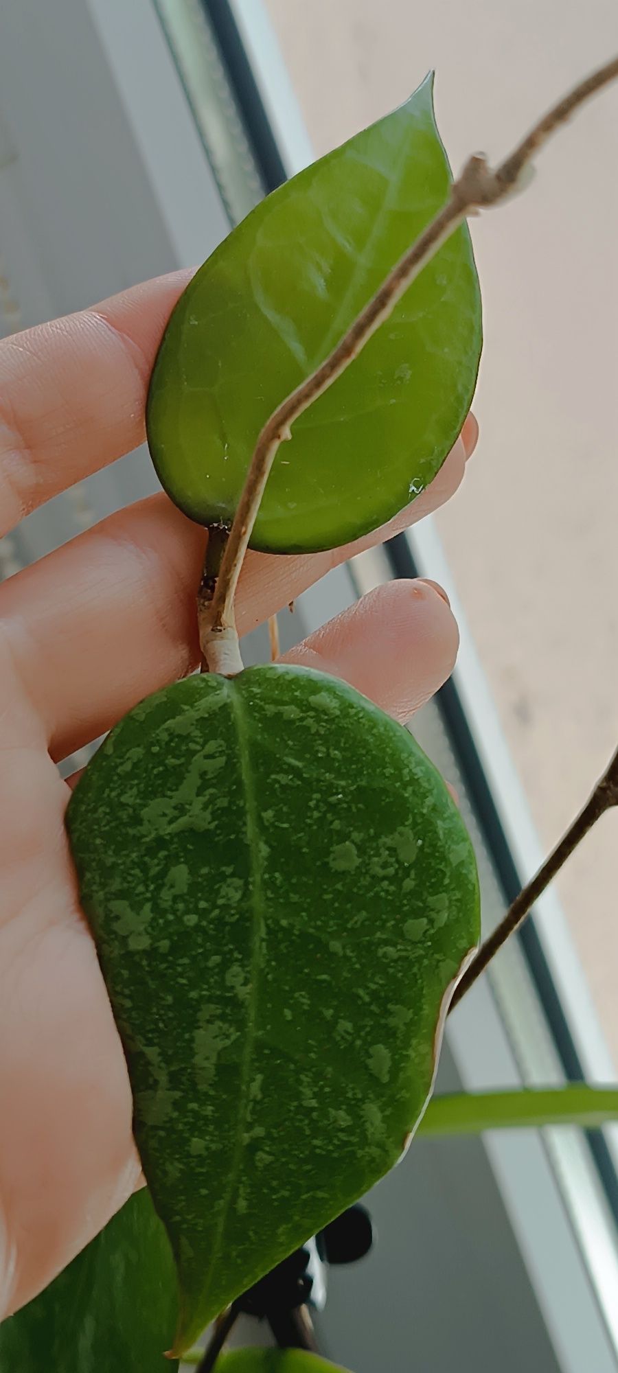 Hoya Verticillata Splash