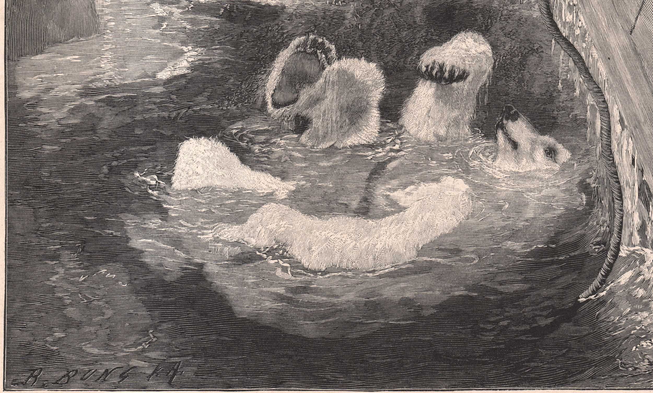 Small: Wyprawa polarna niedźwiedź. Drzeworyt 1900 r. autentyk