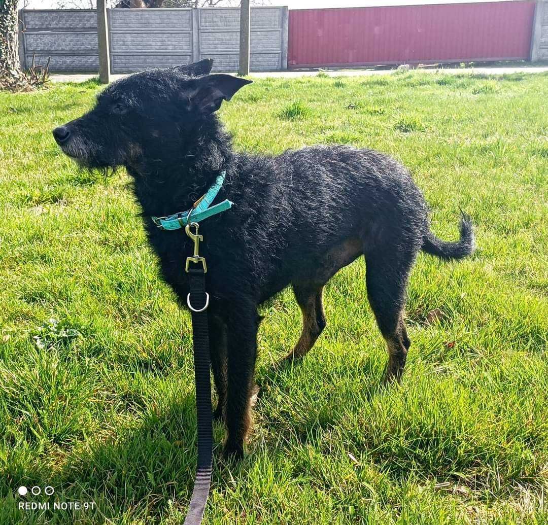 Czaruś , mały piesek domowy do adopcji.