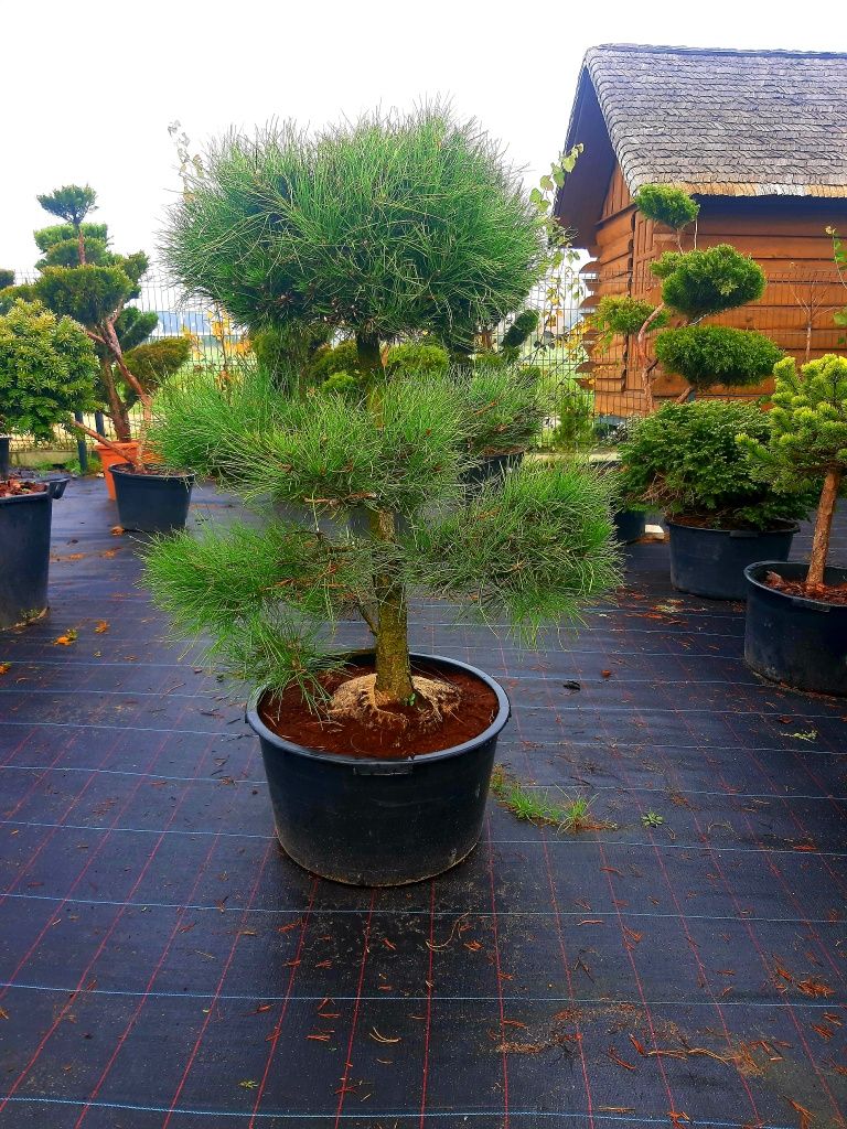 Sosna Bonsai  Watereri "S" 180-200cm. Szmaragd klon Katalpa jodła!