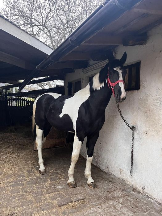 Koń wałach srokaty