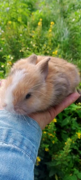 Мінні Лоп, вісловухі та інші торчевухі