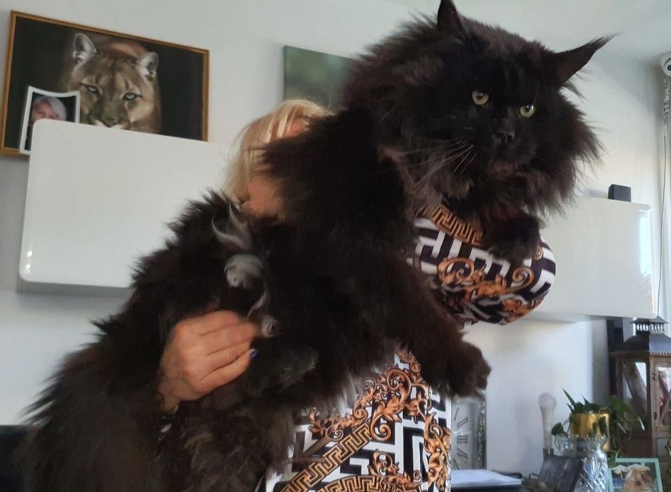 Maine coon kotka szyrkletka dymna z bielą