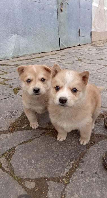 ВВіддамо чудових цуценят в хороші руки