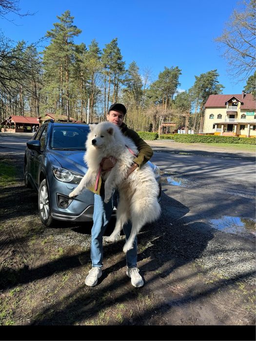 Самоїд   1 дівчинка  Терміново !договірна ціна