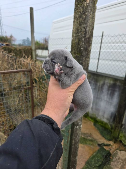 Bulldog frances blue mqcho