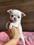 CHIHUAHUA dziewczynka mini krem :)
