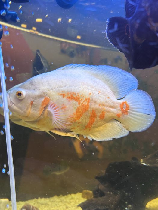 Астронотус oscar