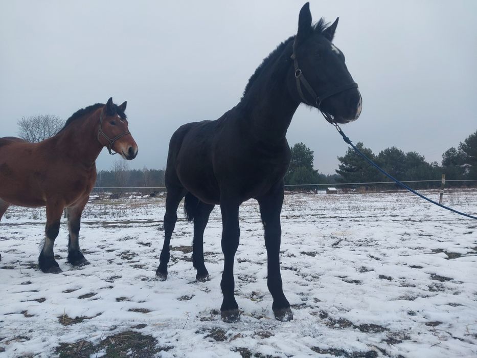 Ogierek zimnokrwisty