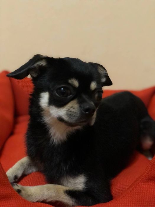 Віддам песика в добрі руки!!!