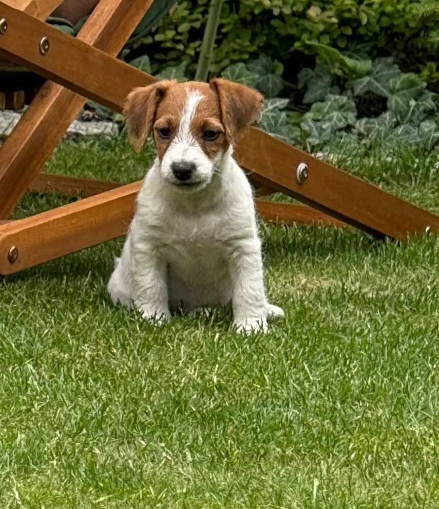 Jack Russell terrier WZORCOWA niziutka suczka od #SMARTIE JACKS#