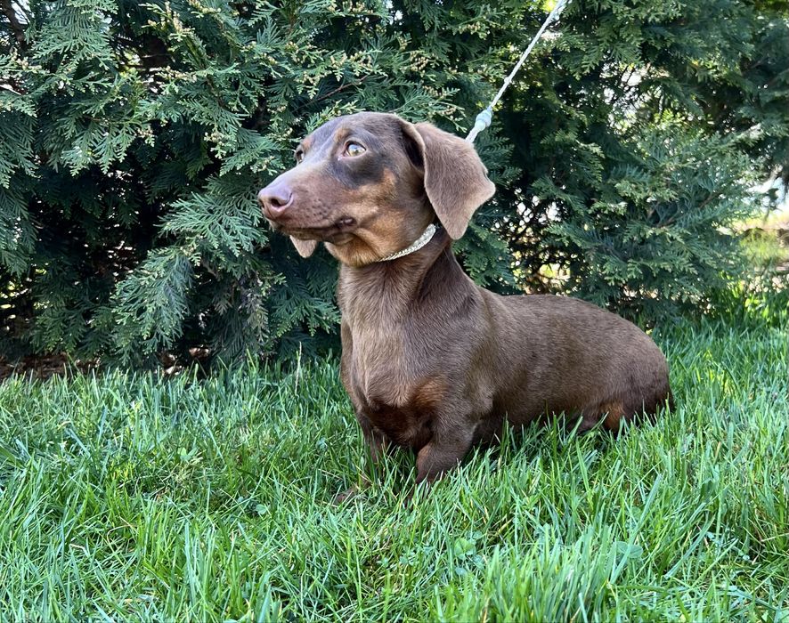 Jamnik Miniaturowy/cudowny piesio