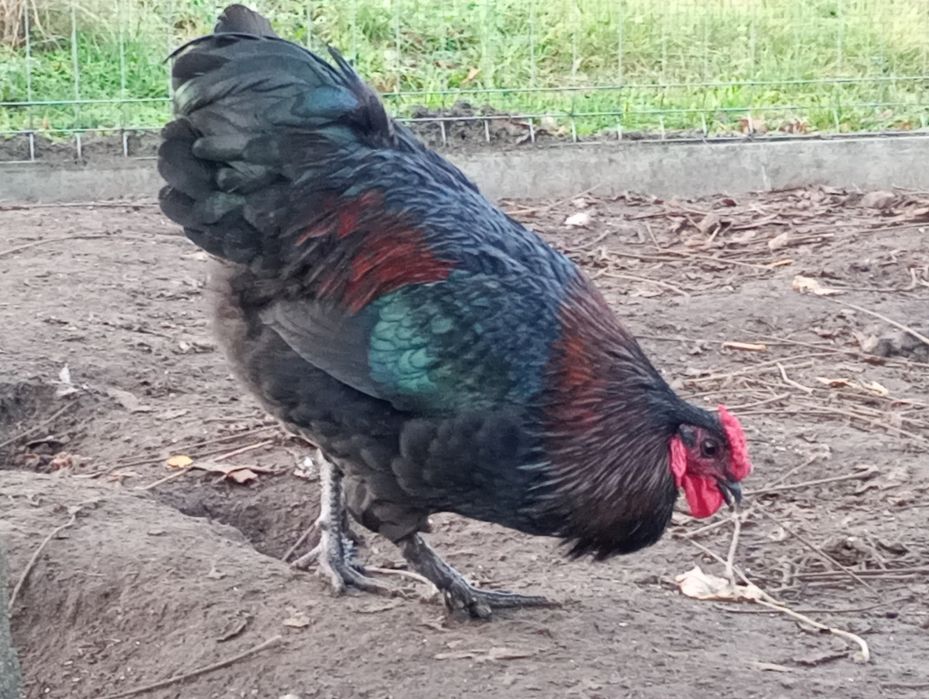 Sprzedam koguta z kwietnia 2025 roku