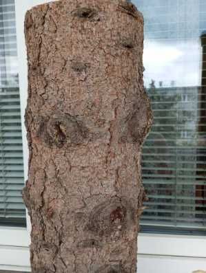 Sprzedam pieniek drewniany