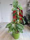 Monstera Monkey Mask