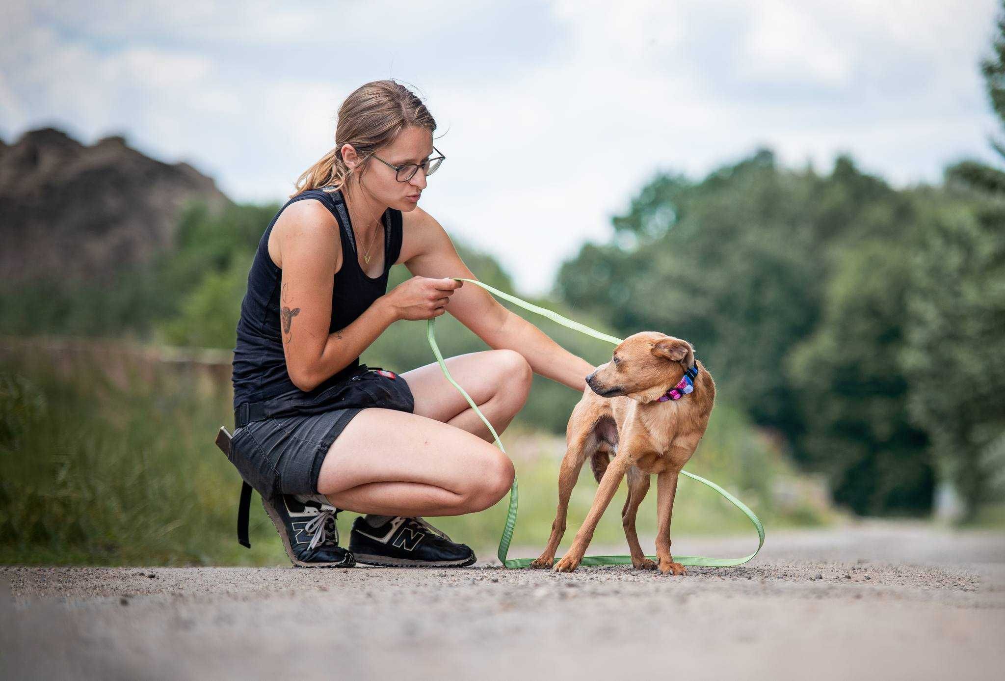 Ulek - młody psiak szuka nowej rodziny ADOPCJA