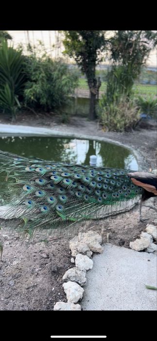 Casal - Pavões spalding (Pavo cristatus X Pavo muticus)