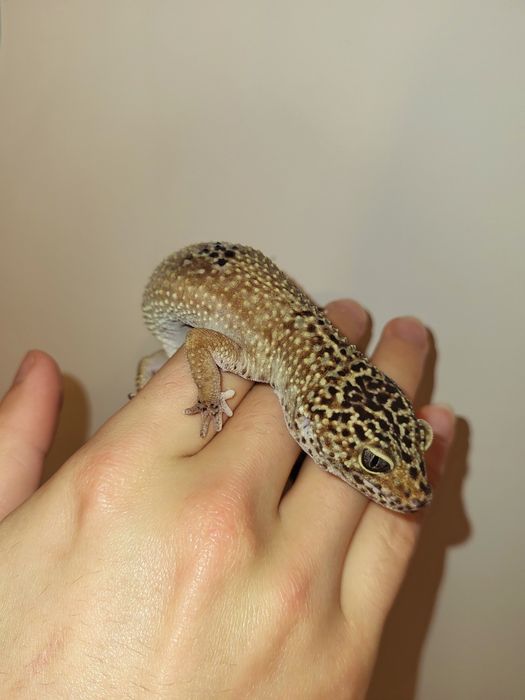 Gekon lamparci samica dorosła