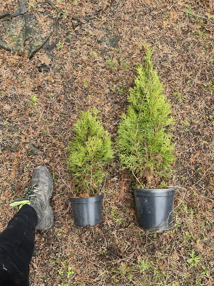 Thuja Szmaragd 60-120 cm