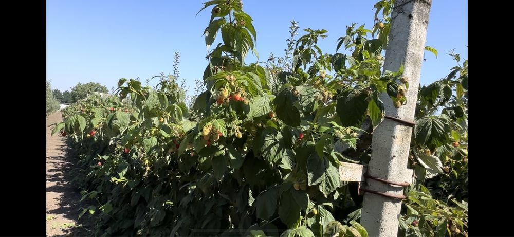 Малина саджанці Мопема Маровілла Феномен