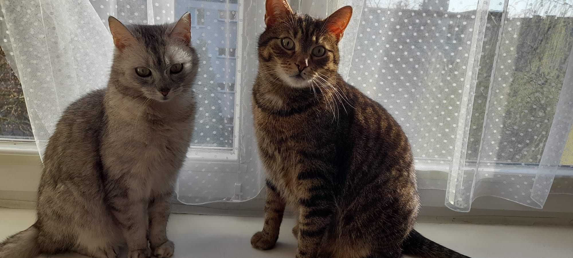 Kot kotek kotka do adopcji