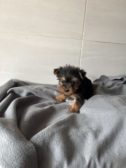 Yorkshire terrier femea