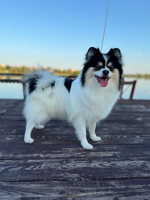 Дівчинка патіколор