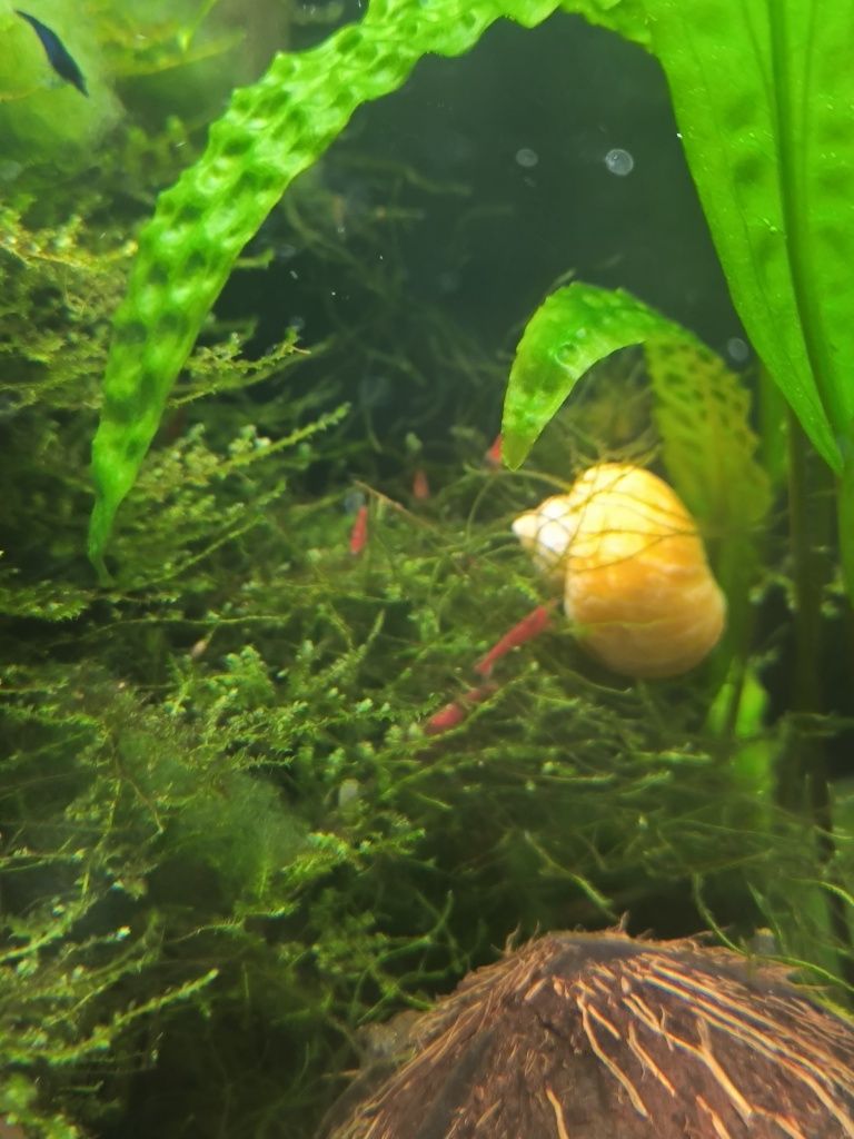 Krewetkarium Aquael 49L 35x35x40h White duży zestaw akwarium krewetki