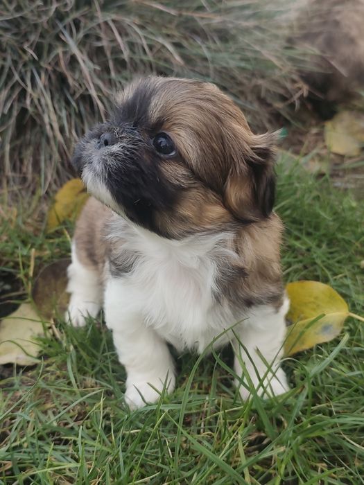 Szczeniak shih tzu