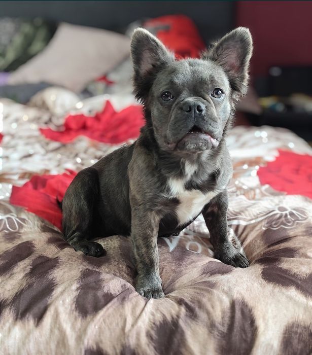 Buldog francuski suczka