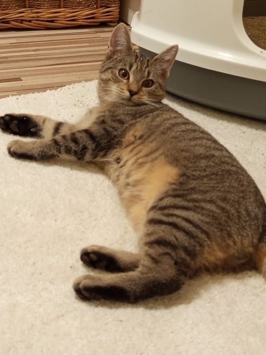 5 miesięczny kocurek szuka domu niewychodzącego