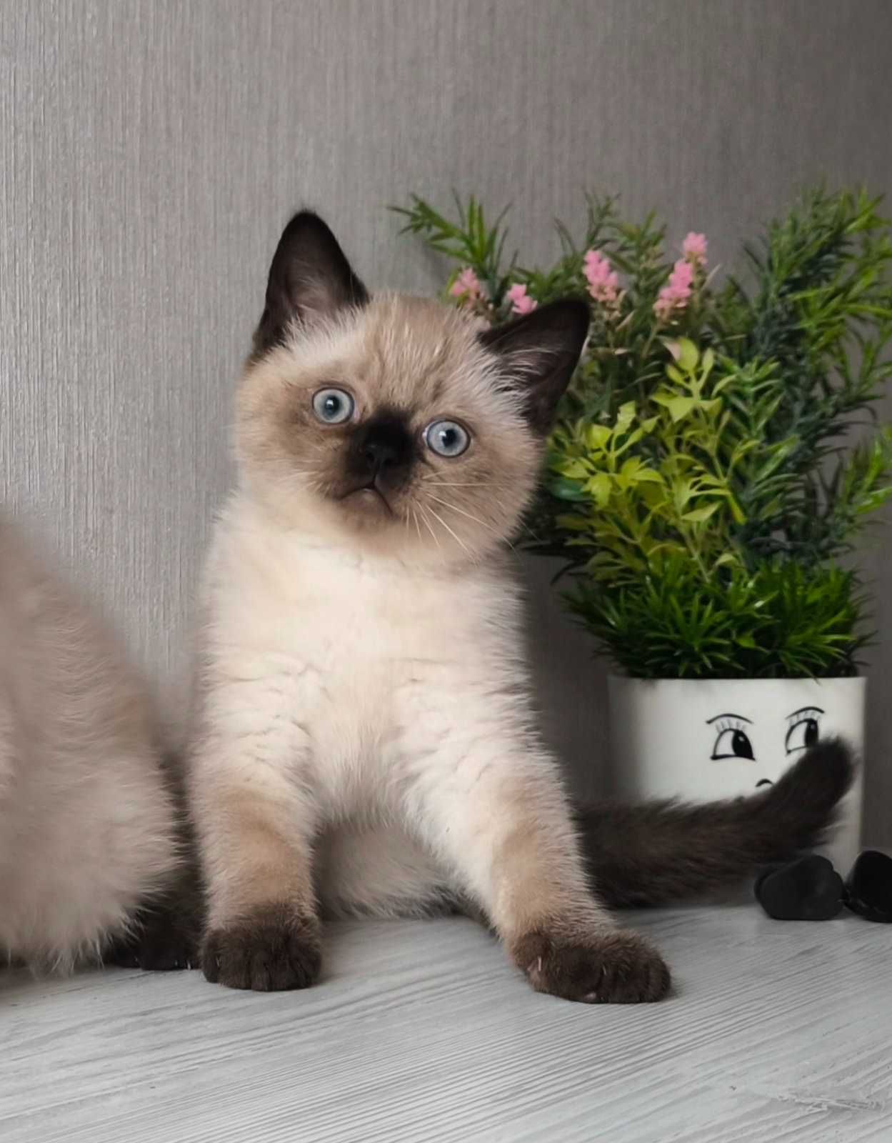 Шотландские котята. Окрас Колор пойнт!