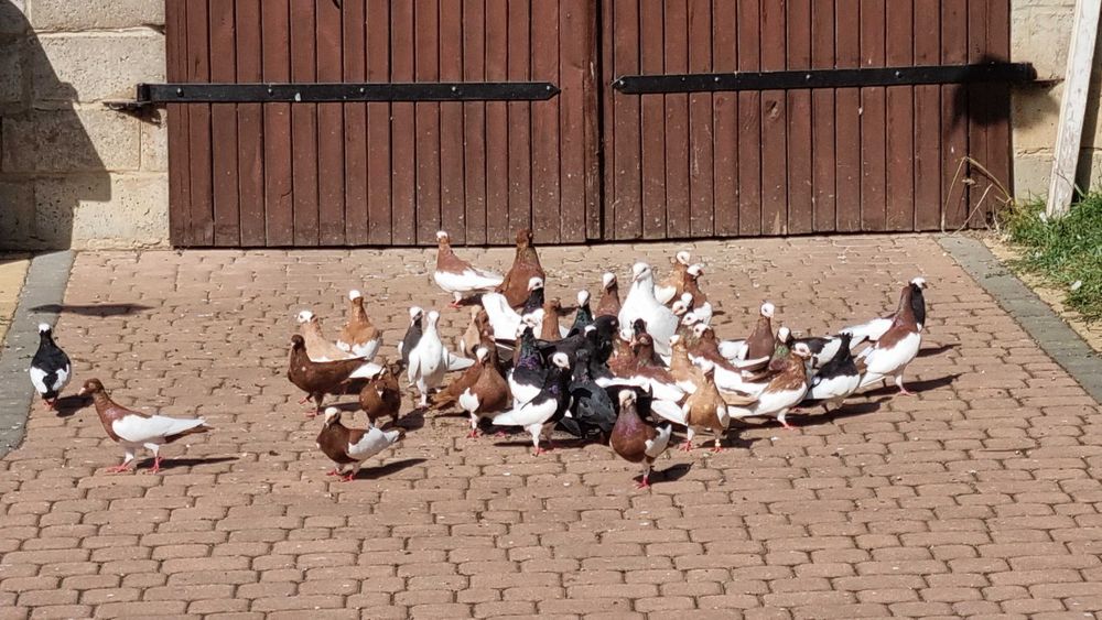 Gołębie bejfry siodłate wywrotki