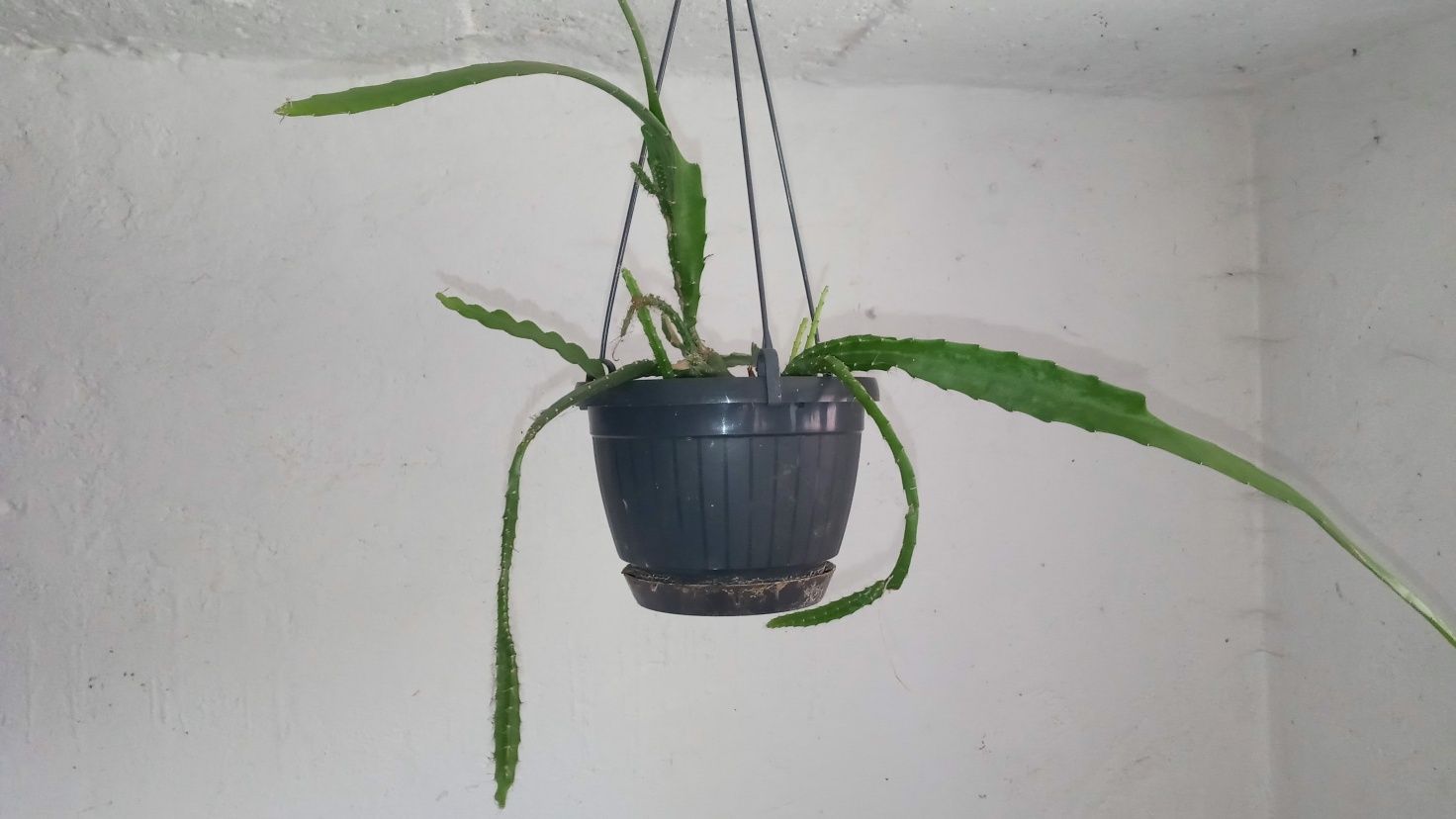 Epiphyllum epifilium kaktus sukulent