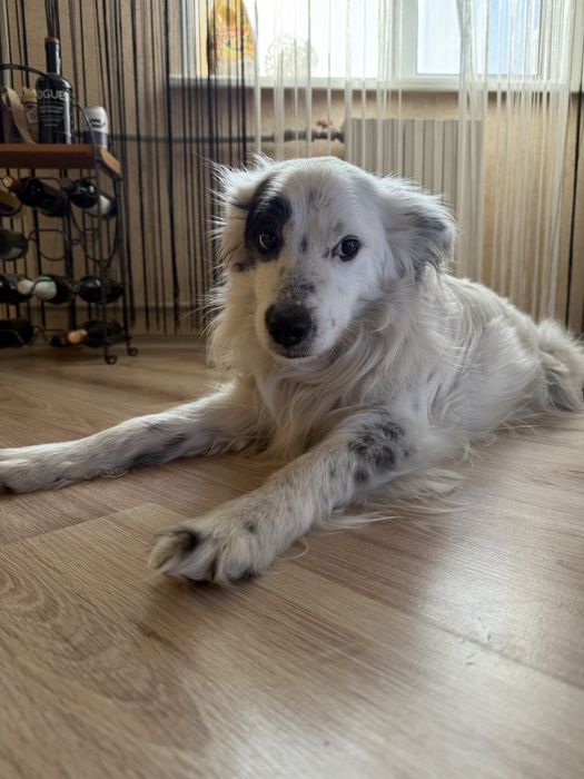 Отдам кобеля в добрые руки